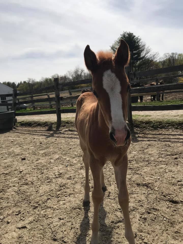 The first foal this year has... - Lee's Riding Stable, Inc.