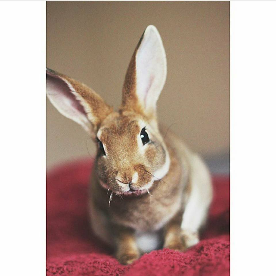 Reuben the Rex rabbit added a new... - Reuben the Rex rabbit