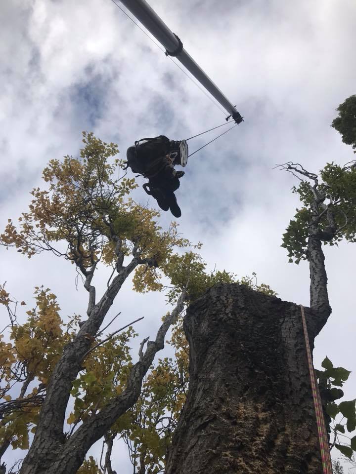 RoyalTree Ltd - Best day of tree work in 10 years! Huge...