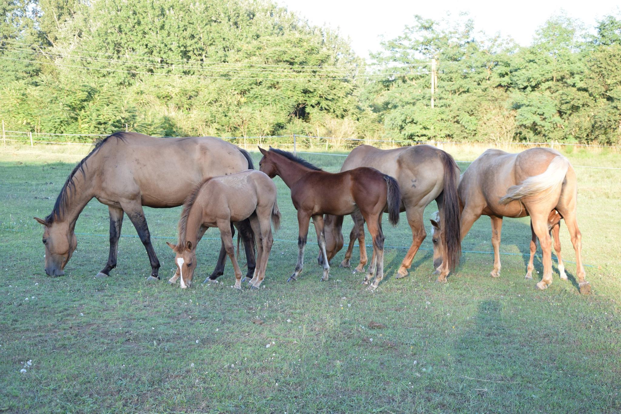 Morning Star Ranch Quarter and Azteca Horses - Are you looking for a ...