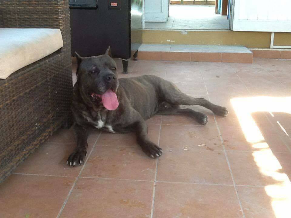 Cyprus Dog Rescue Center | Nicosia