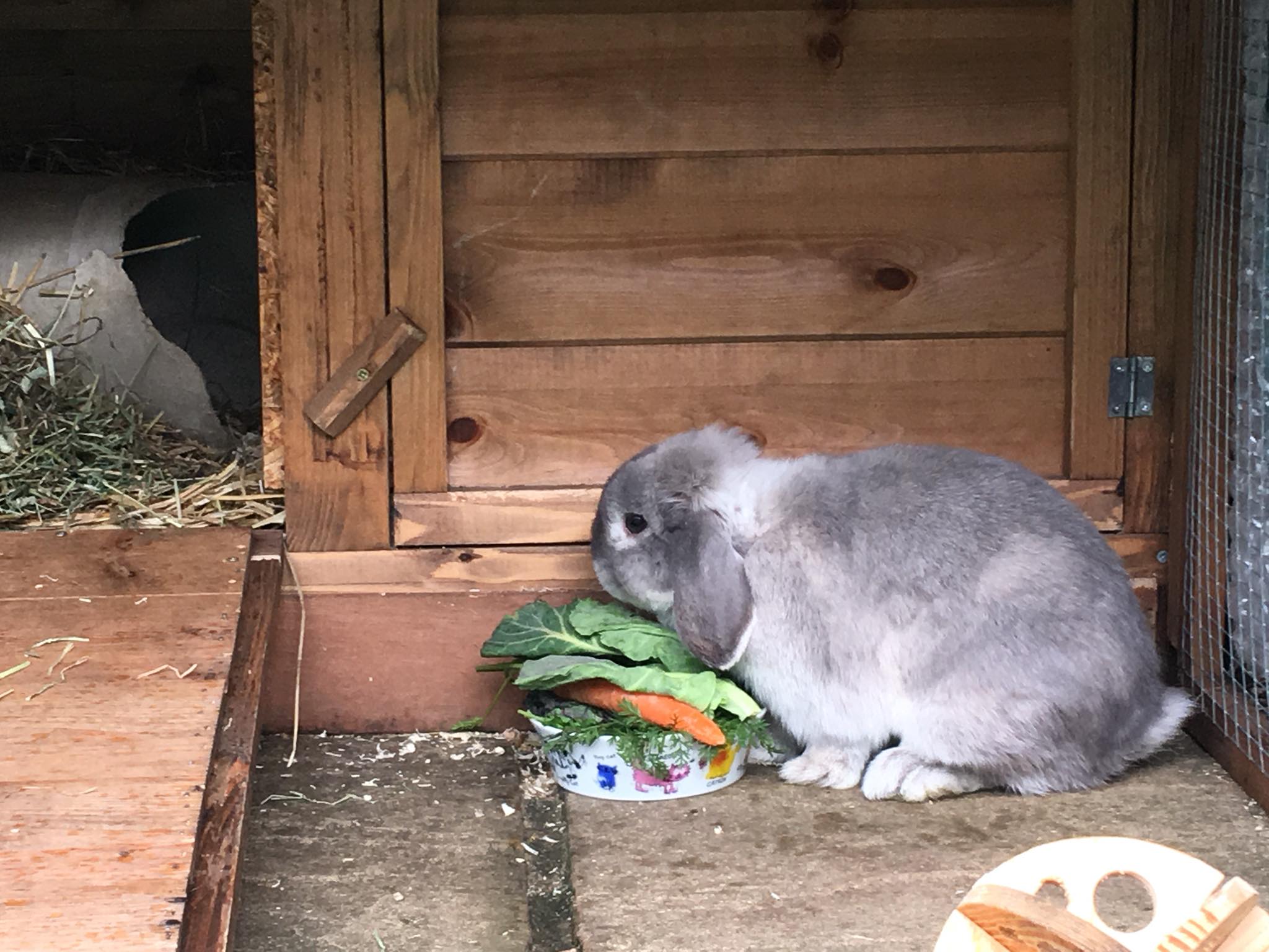 Rabbits are for life not for Easter!