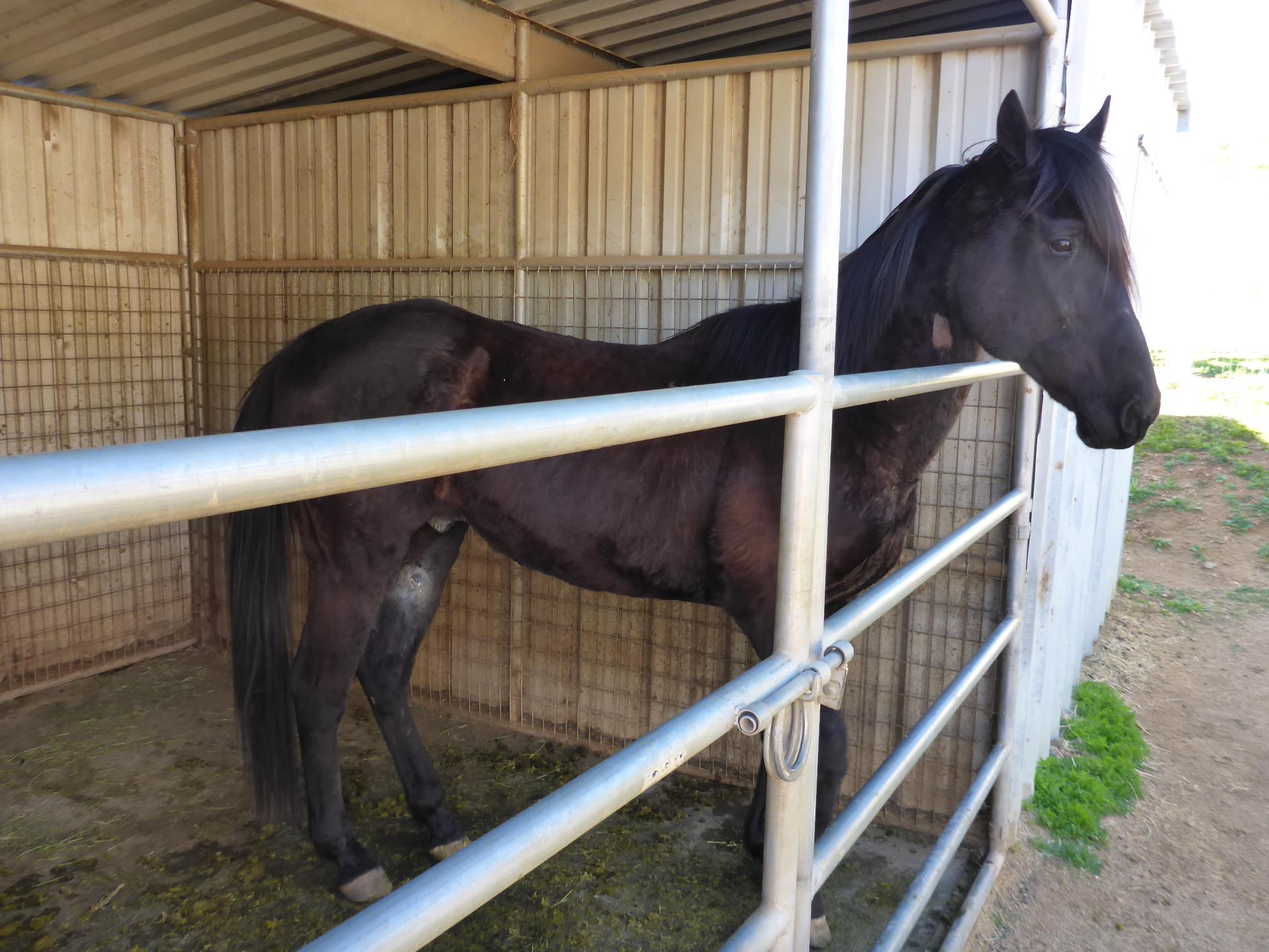 Fahnestock Ranch | Acton CA