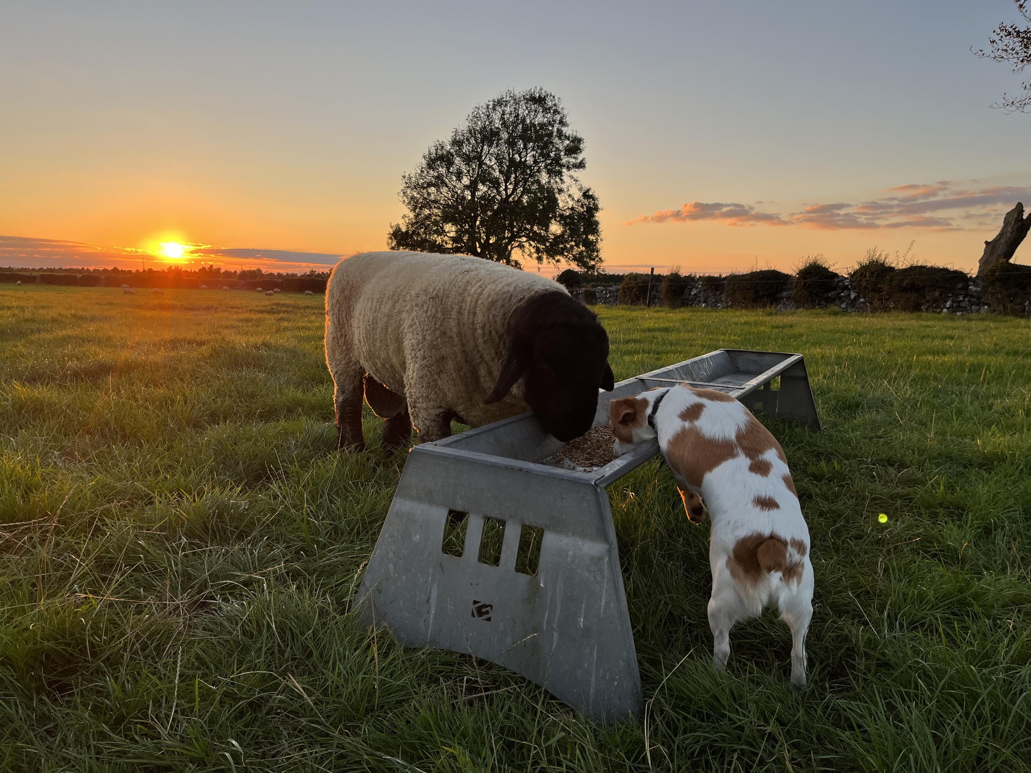 Cregmore Suffolks