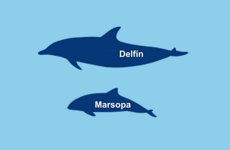 ¿Sabes cual es la diferencia entre un delfín y una marsopa? Ambos son ...