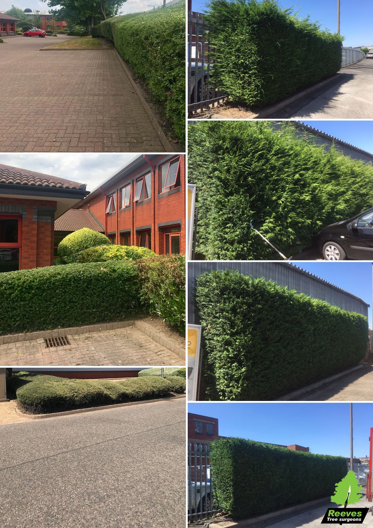 Here's an overview of some of the... - Reeves Tree Surgeons