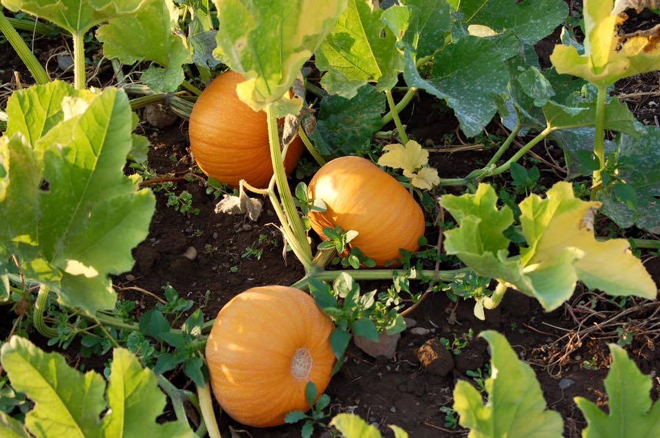 Sandy Ridge Farm Market | Doylestown PA