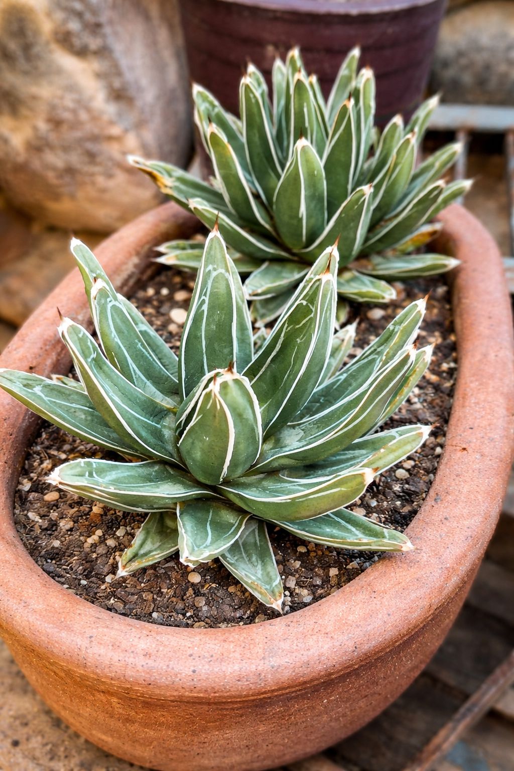 Agave Bracteosa Moroccan princess, solo uno en camino 😱 Ya