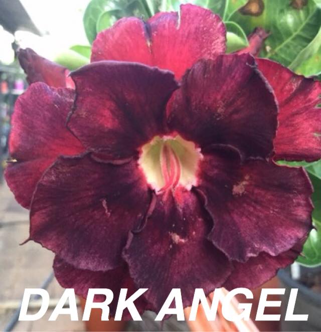 Darwin Adeniums/ Desert Roses