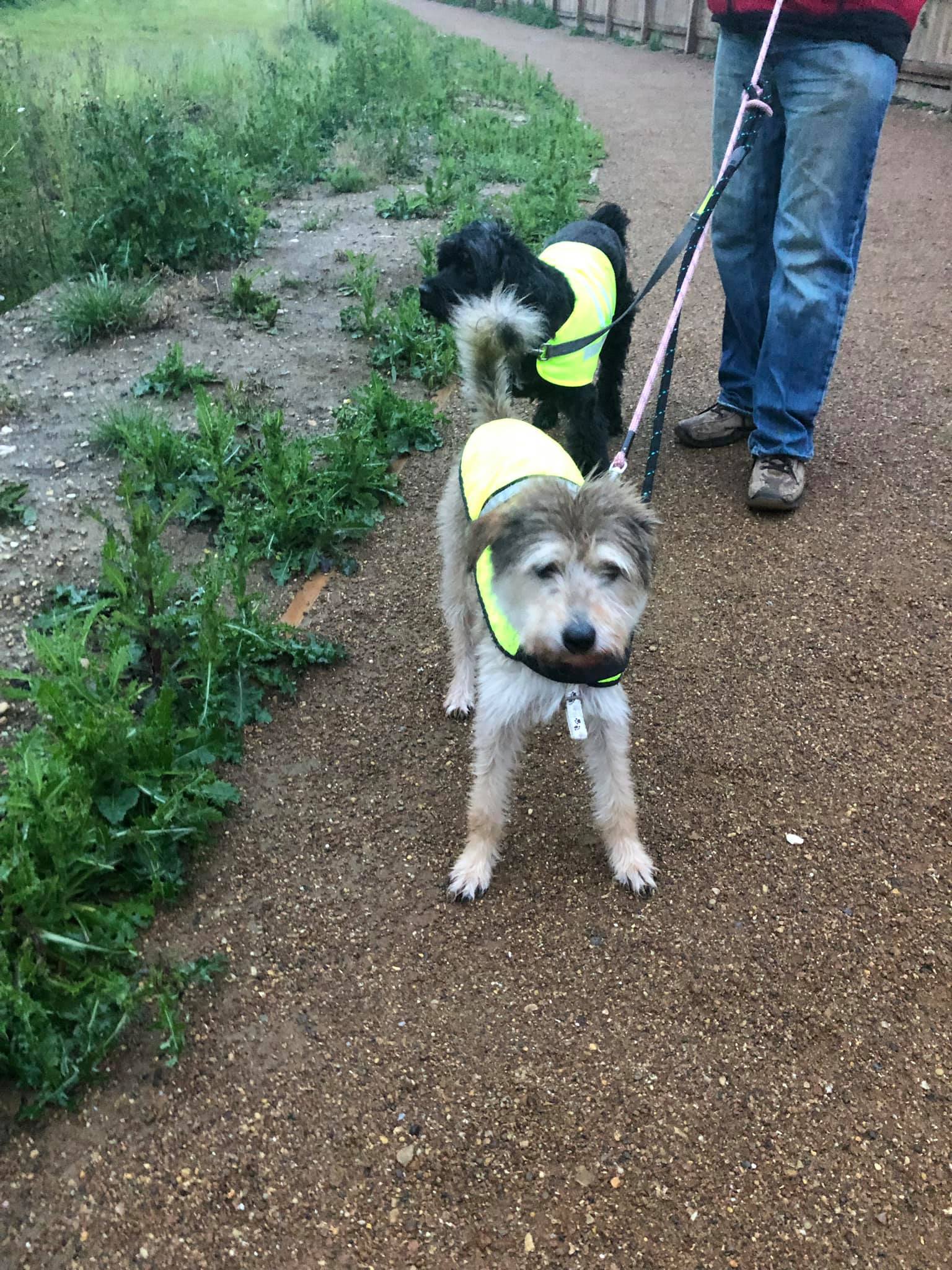 The diary of a Romanian rescue dog