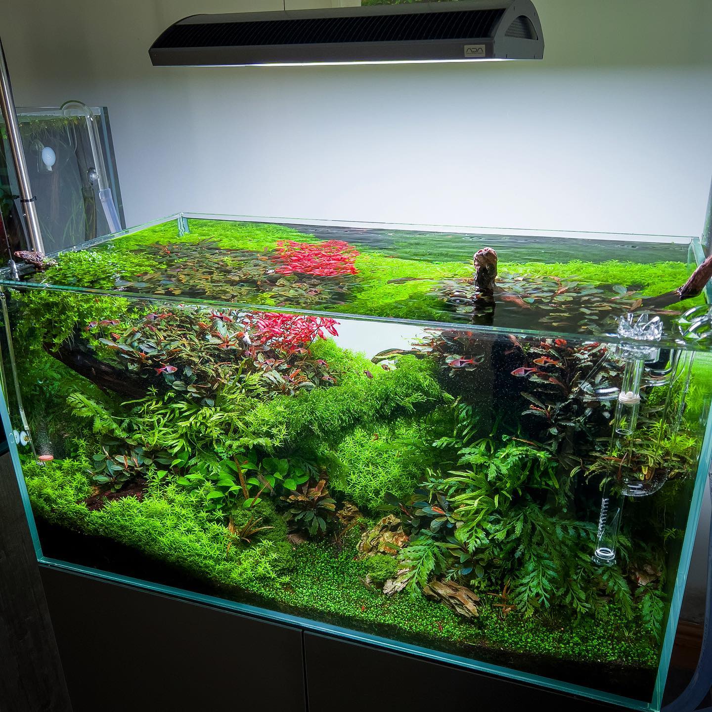 ADA Solar RGB illuminating our Aquascaper 900 😍 Transformation is