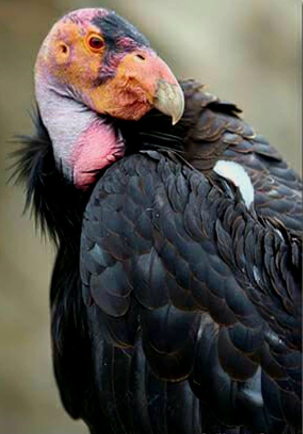 California Condors