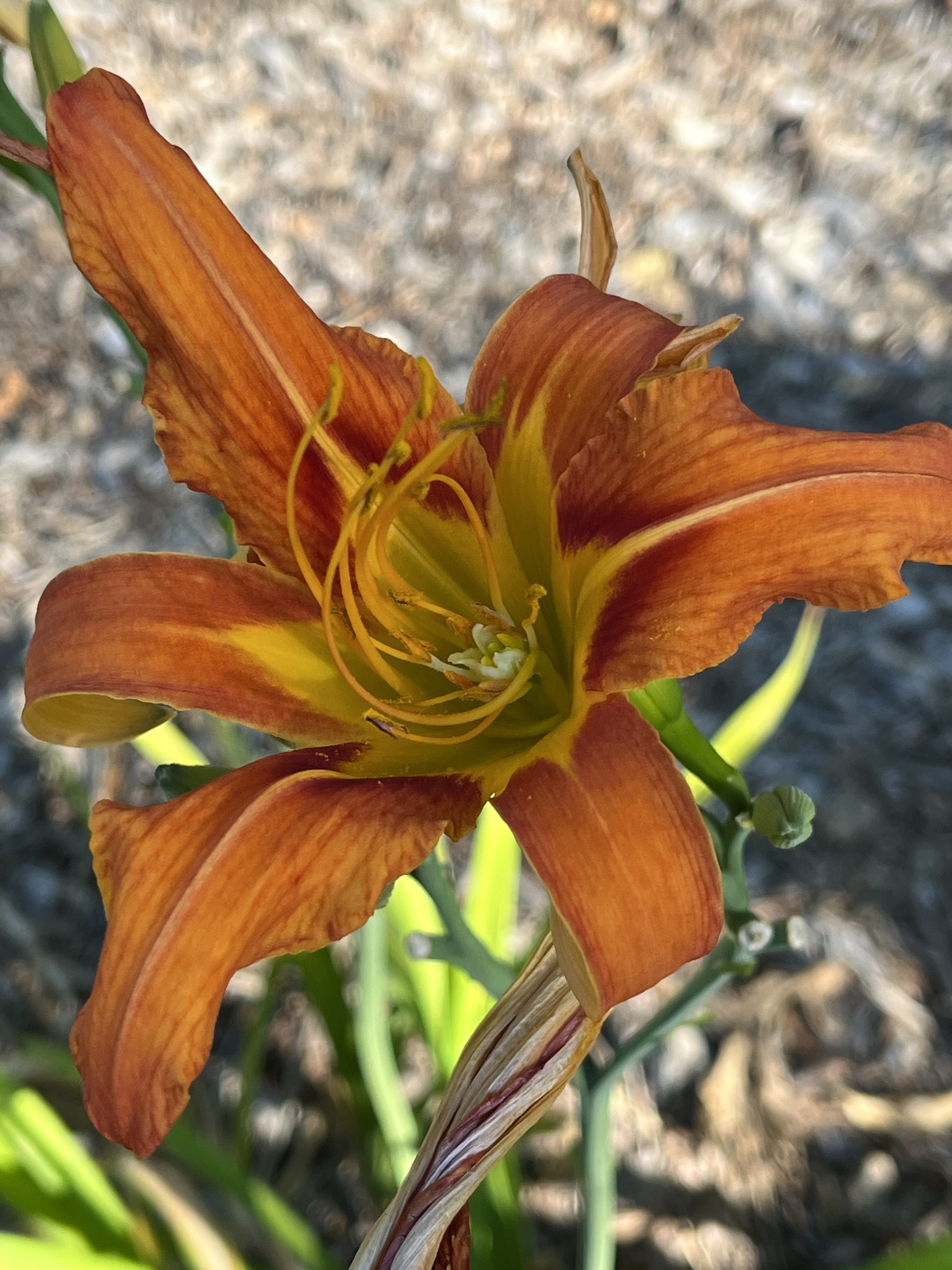 Could anyone ID these lilly types for me please?