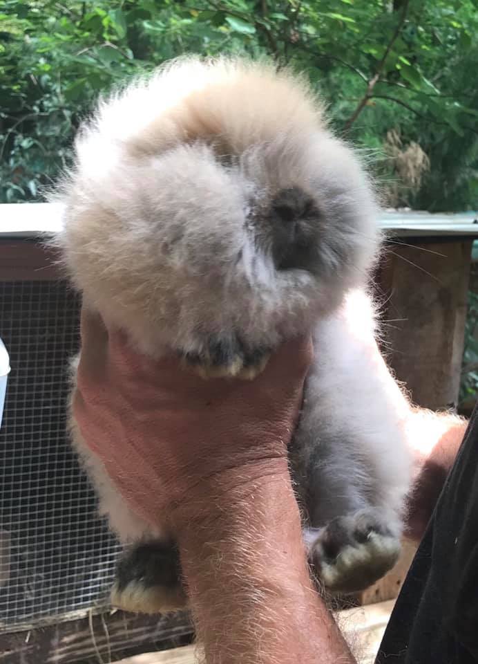 Bear Creek’s own! Pueblo... - Bear Creek Rabbits & Homestead | Facebook