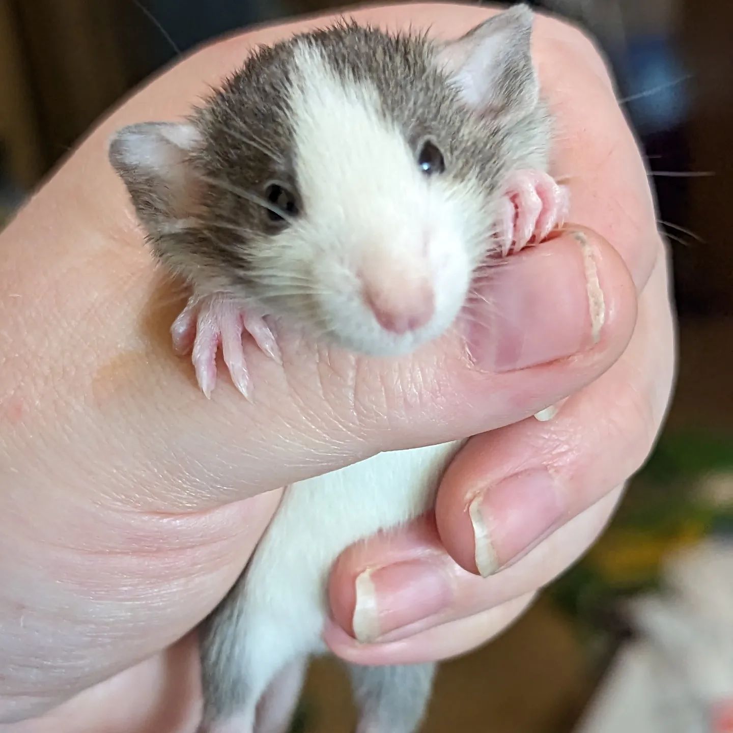 Basket of Beans Rattery