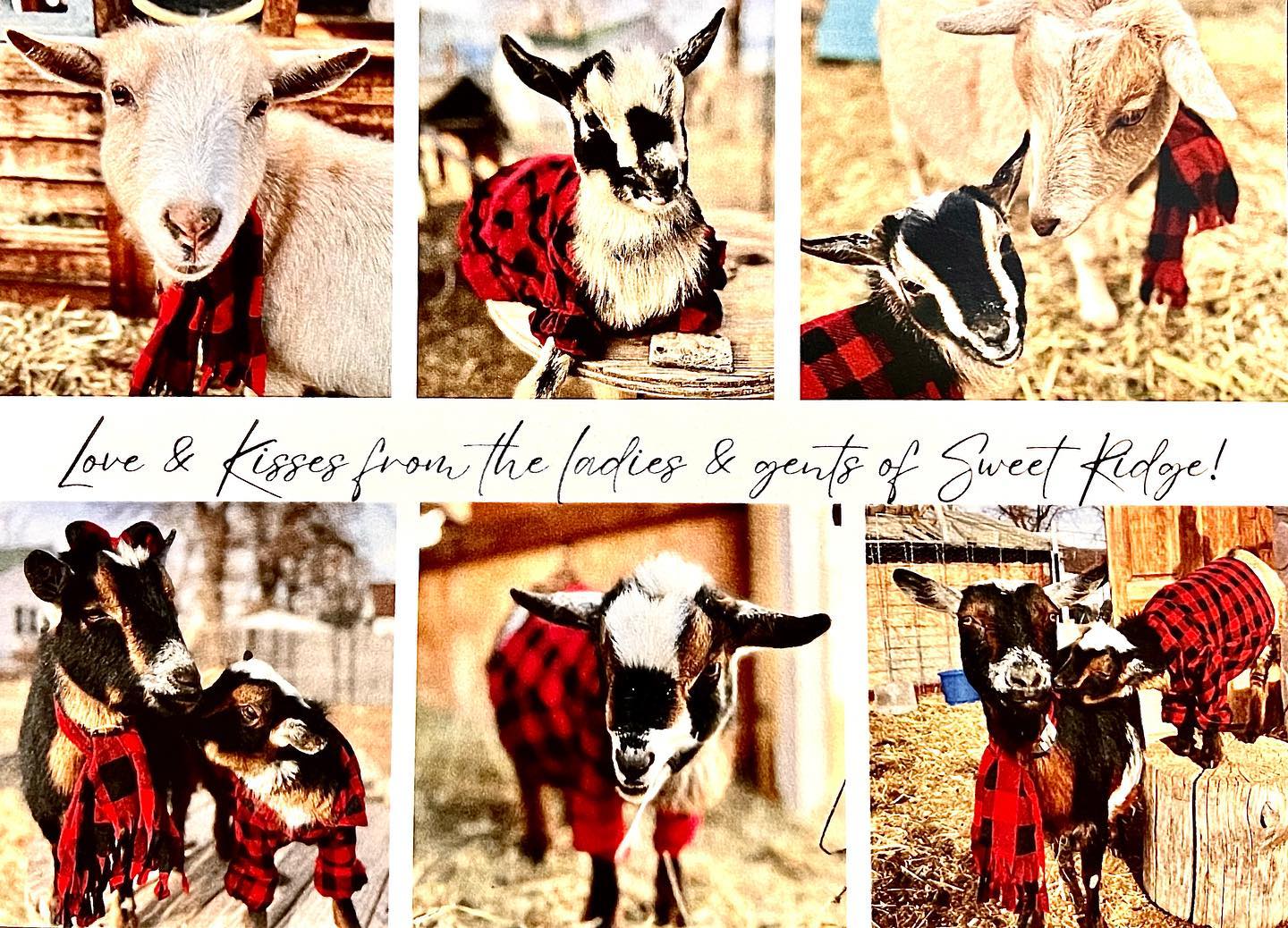 Sweet Ridge Goat Farm | Wheat Ridge CO