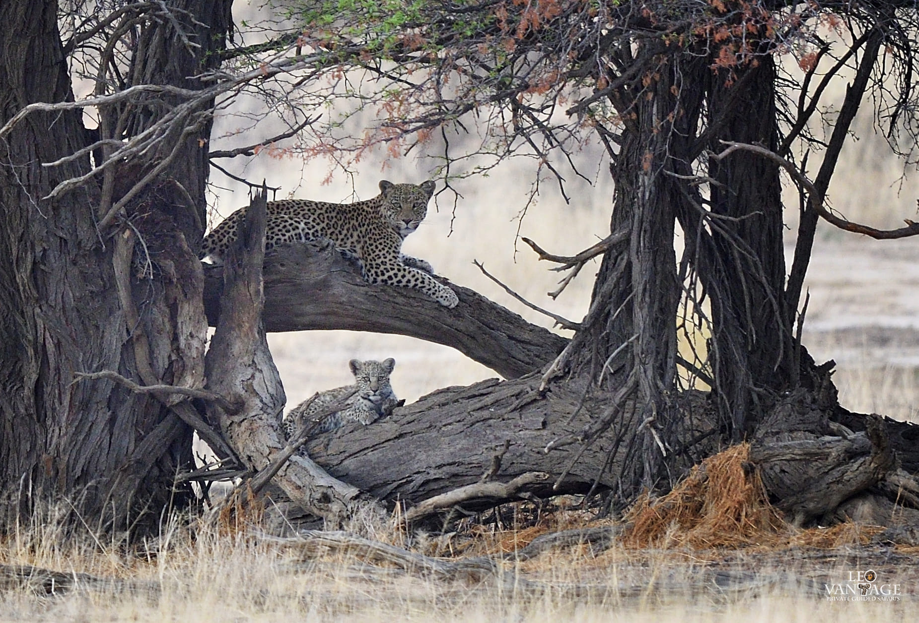 We spent some very... - Leo Vantage Private Guided Safaris