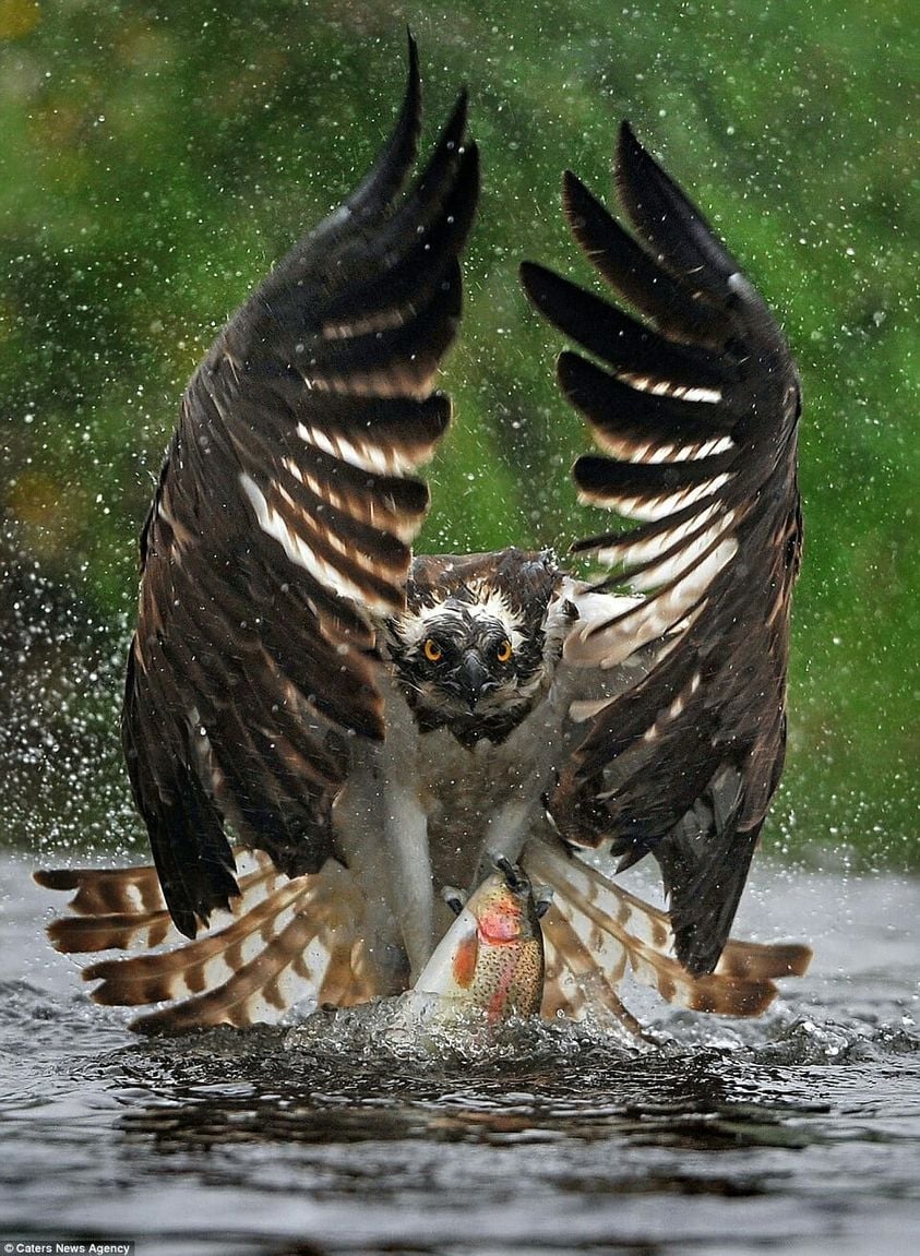 Tharushka - Osprey swoops down on to a river to catch his prey by River ...