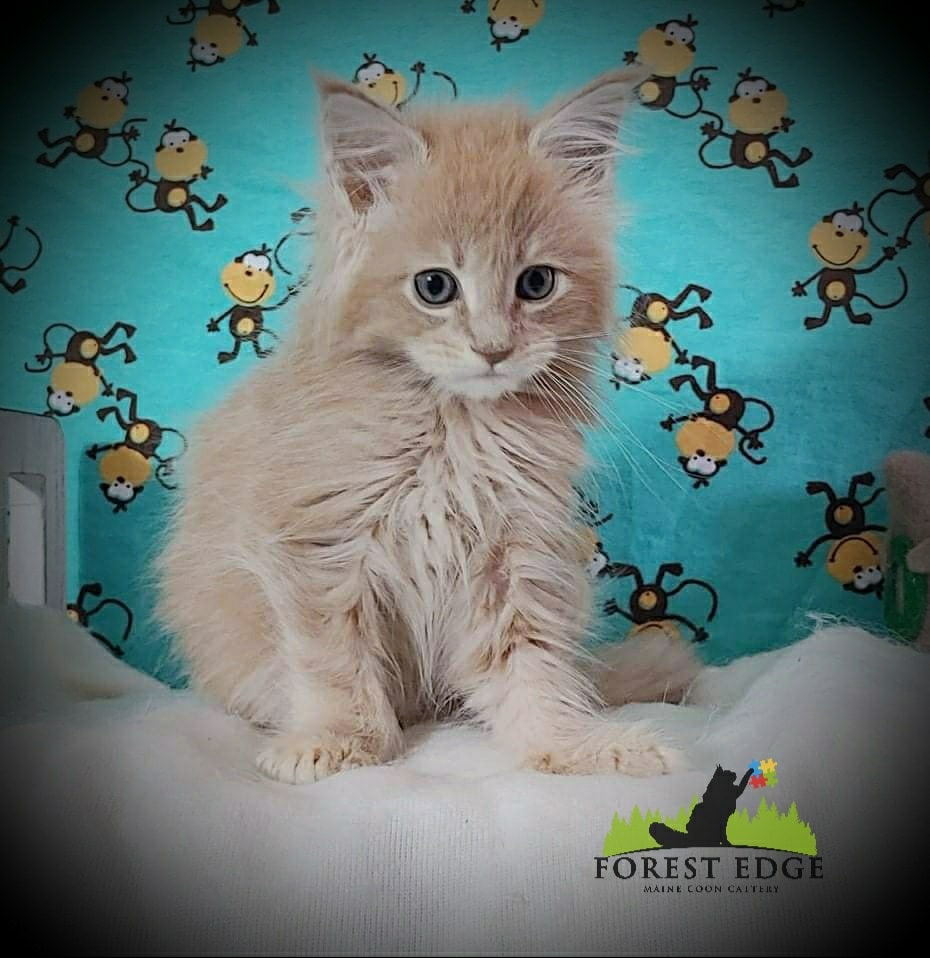 Blaze Is Now Gideon And He Is Forest Edge Maine Coons Facebook