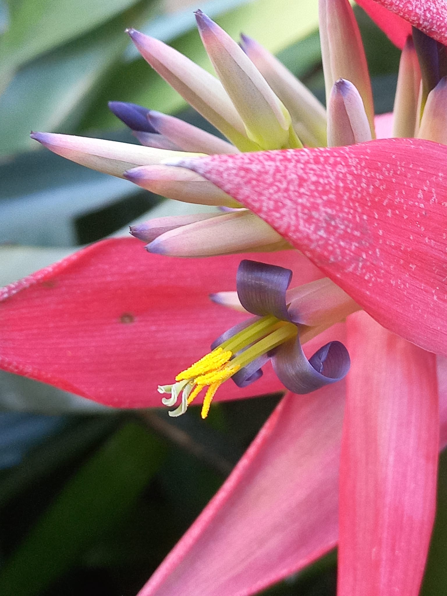 Billbergia vittata cv. Domingos Martins bromeliad