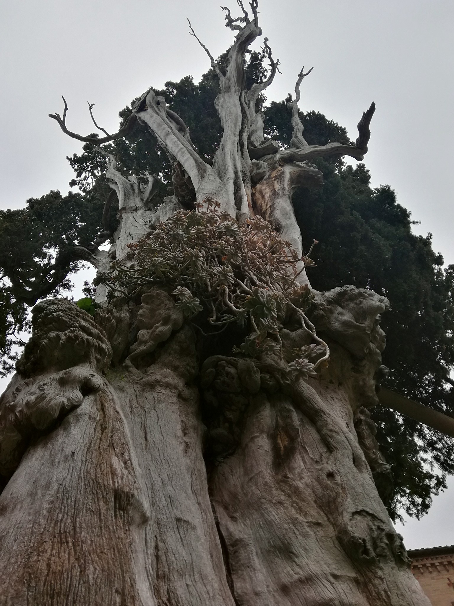 Arboribus | Fano