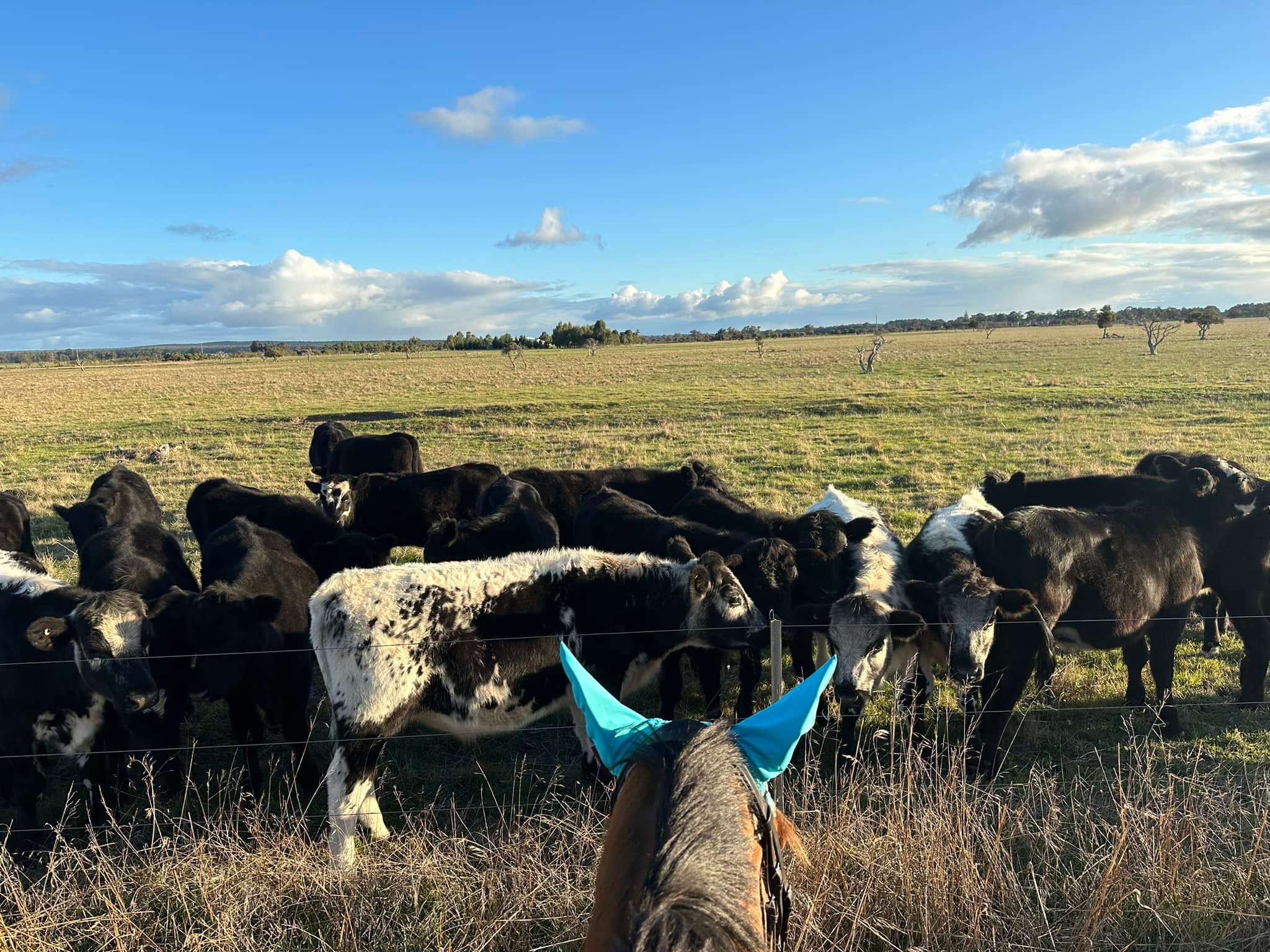 ...I'd like to pet your cows. | Facebook