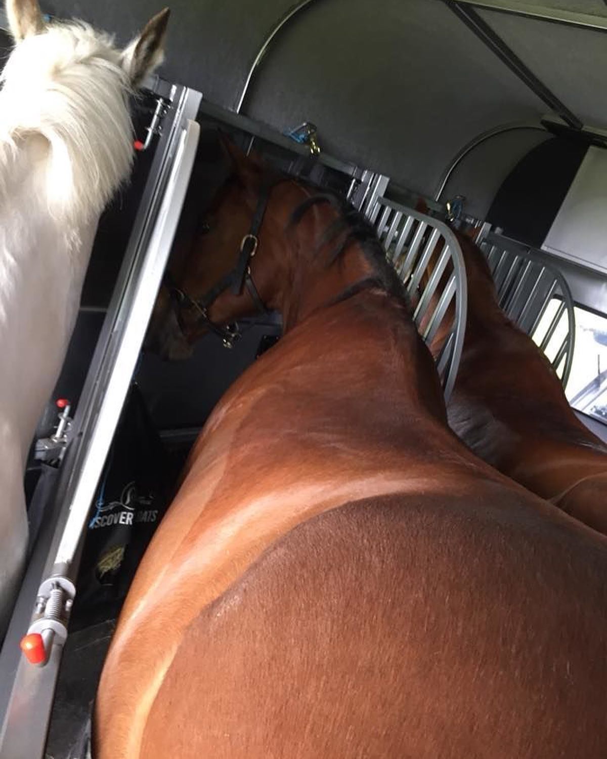 Horse enthusiasts are divided on... - Discovery Horse Floats