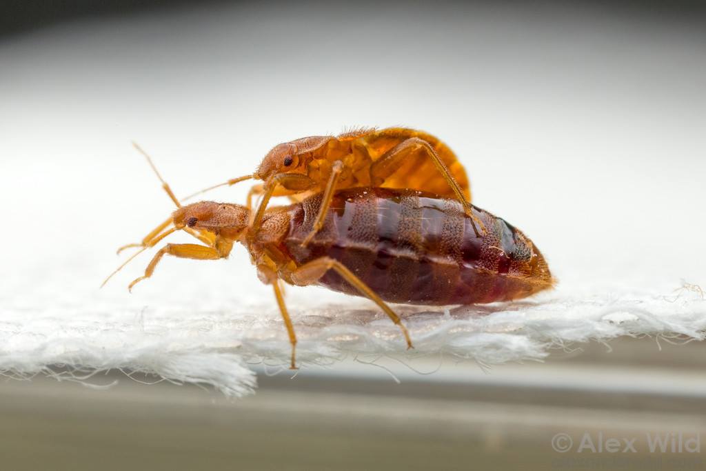 Mackenzie Kwak - Parasitologist - -Bedbug BDSM- Bed bugs have some ...