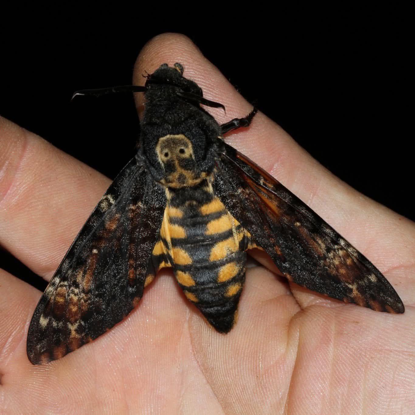 What kind of moth has a skull-like pattern on its head?