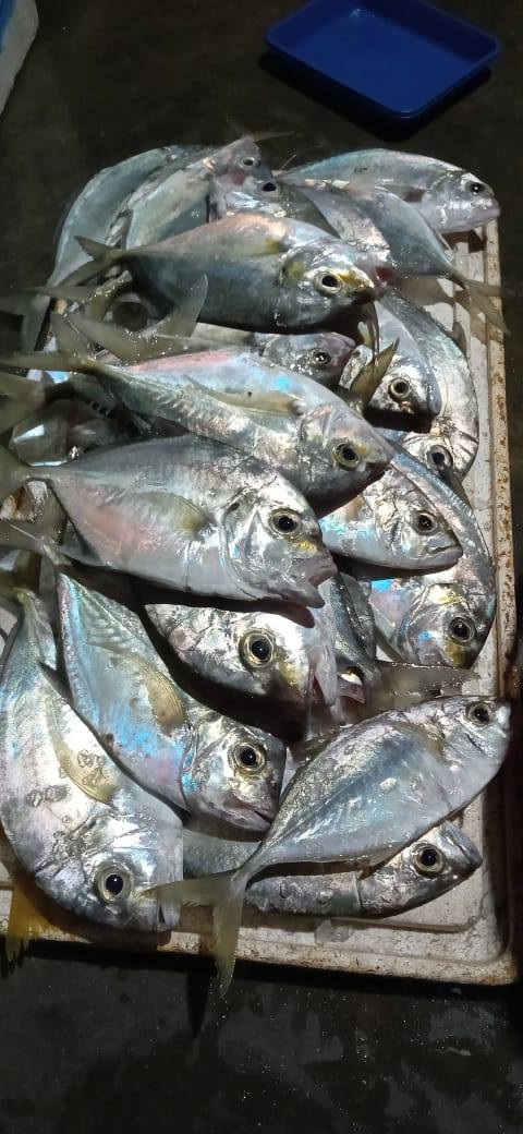 Bauabara, katamba, baronang hrg 52/kg... - IKAN & BUAH SEGAR