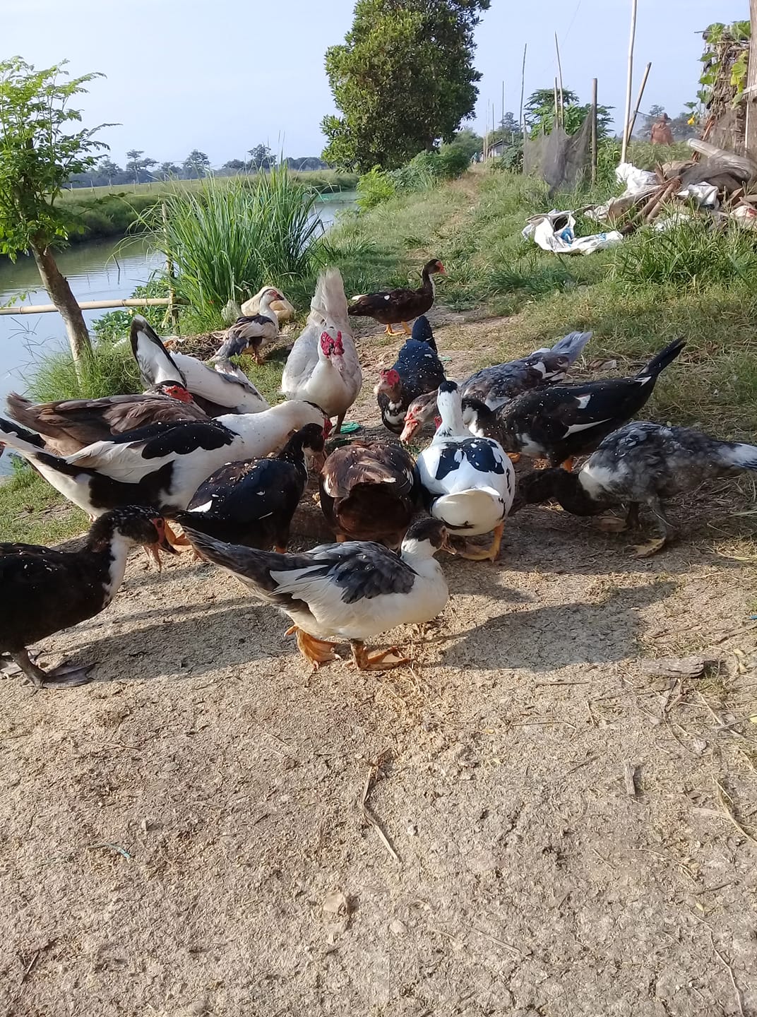 jual beli entog rambon tugu sliyeg indramayu | Facebook