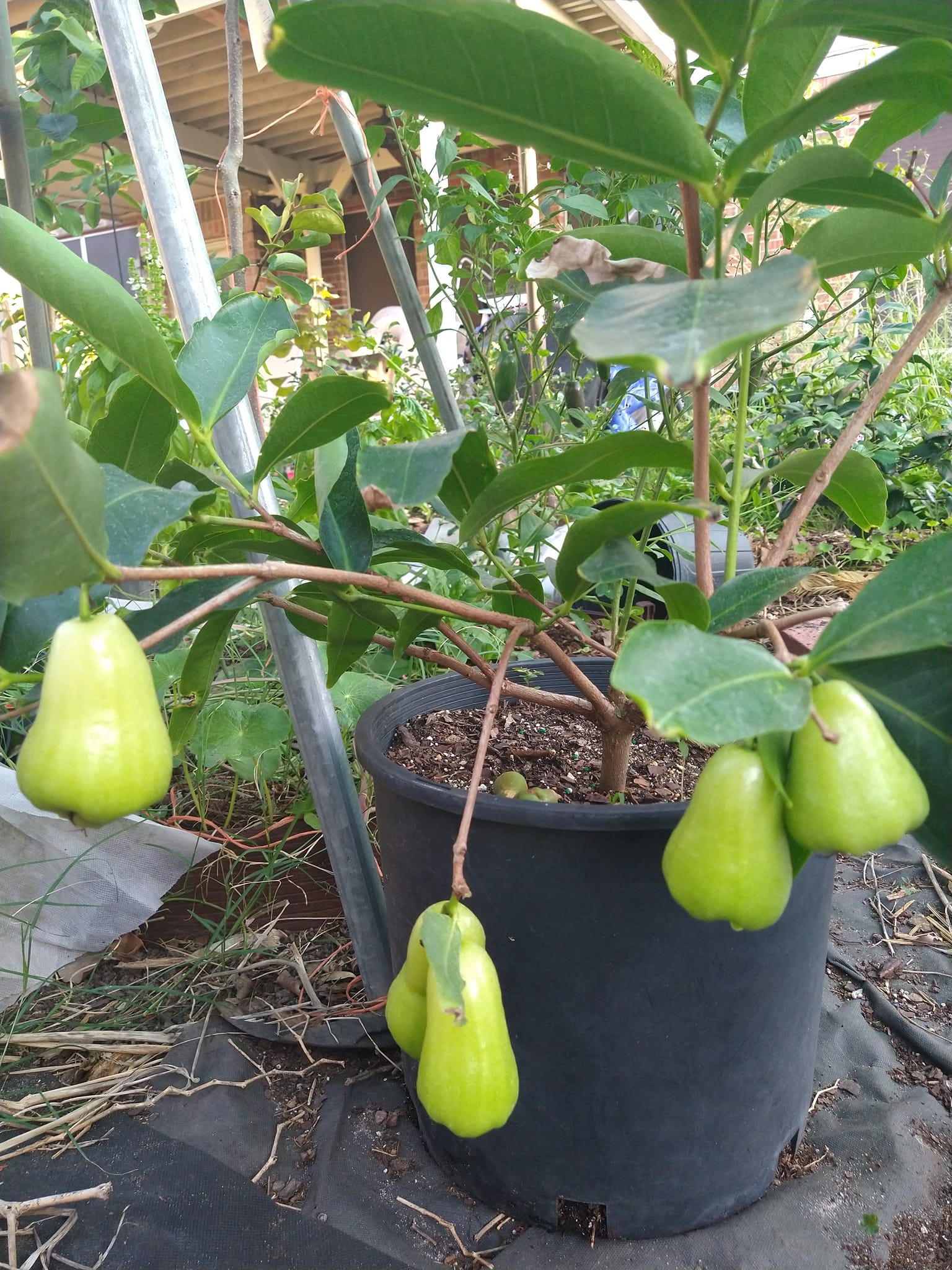 Green wax jambu and tigertooth jujube growth after few months