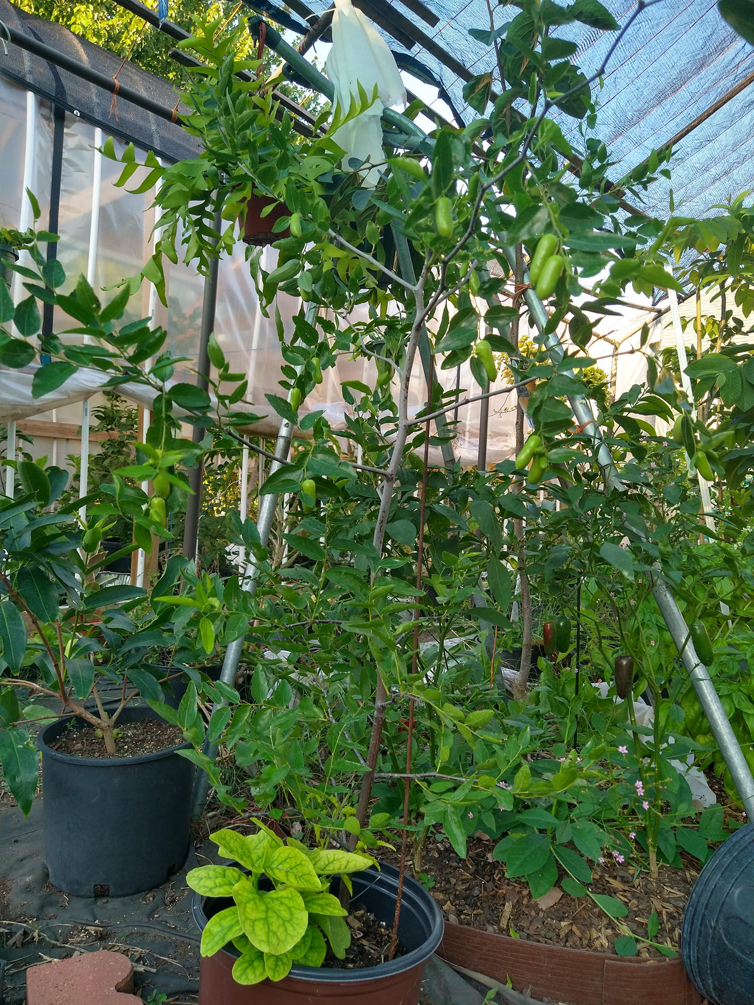 Green wax jambu and tigertooth jujube growth after few months