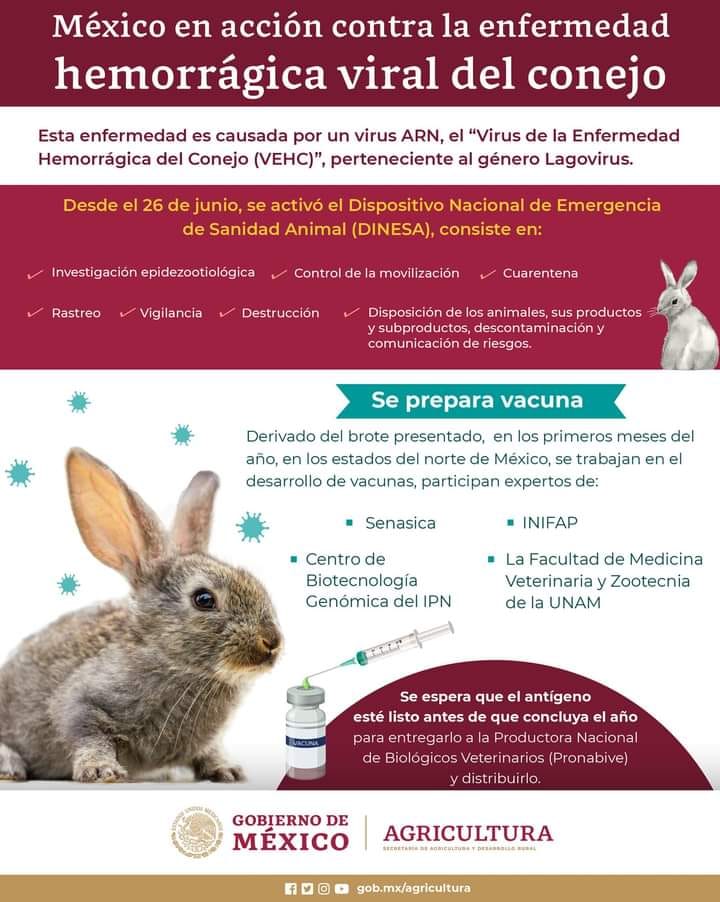 Veterinaria - La Enfermedad Hemorrágica Viral del Conejo pone el riesgo ...