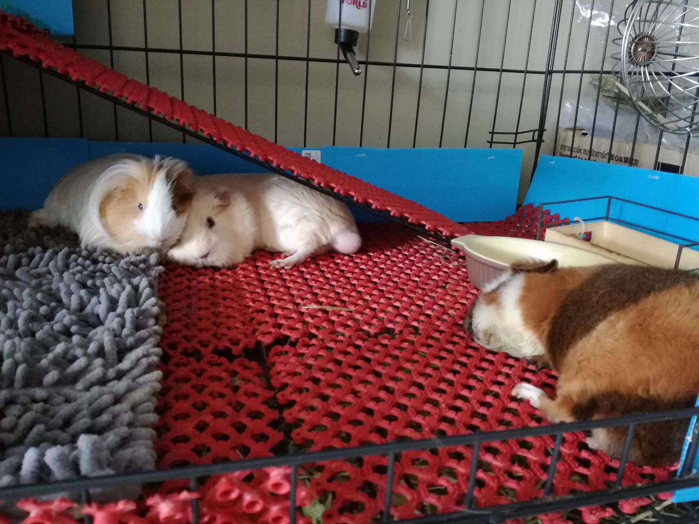 猪们日常