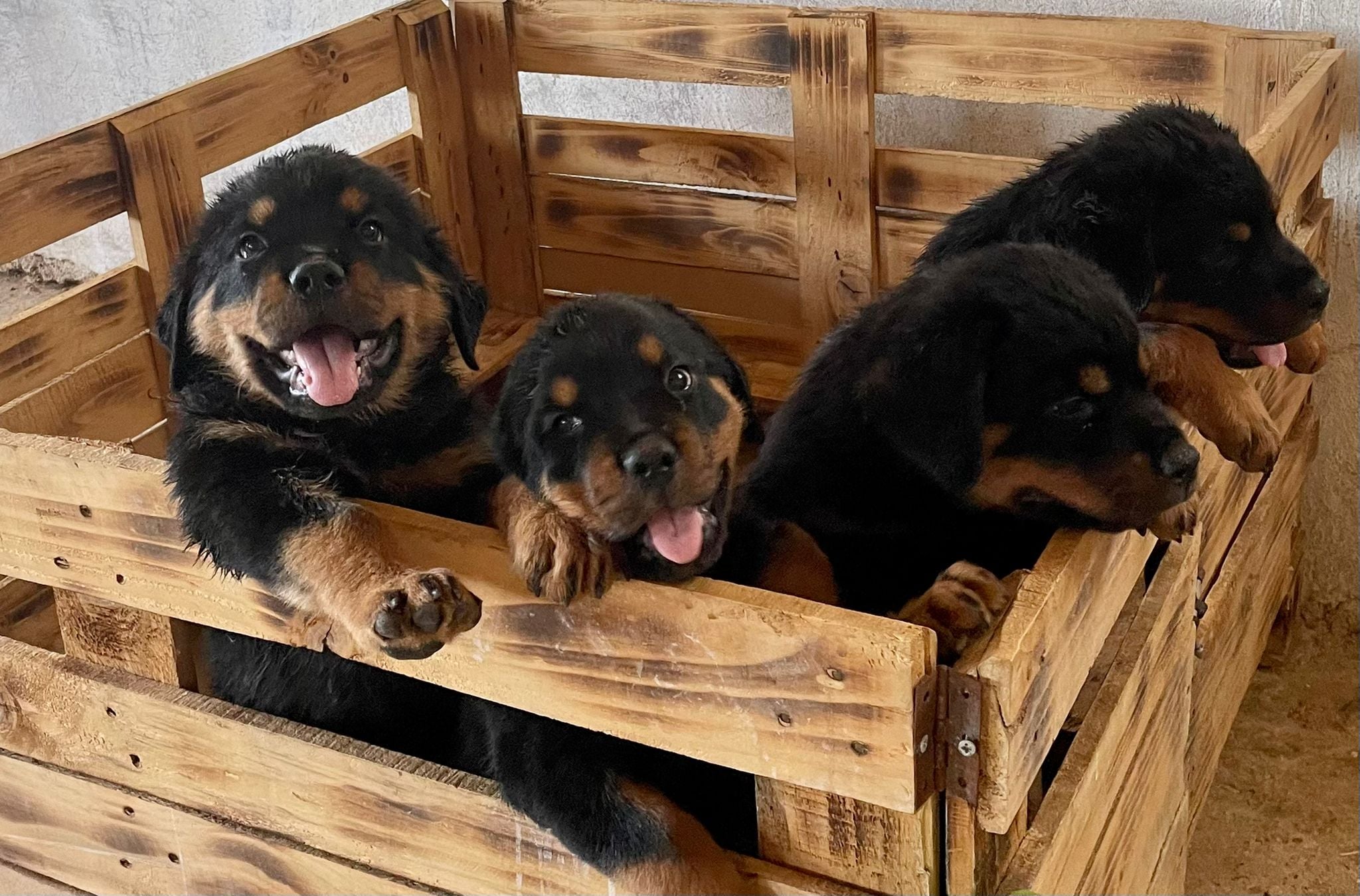 The Rottweiler Ranch | Amman