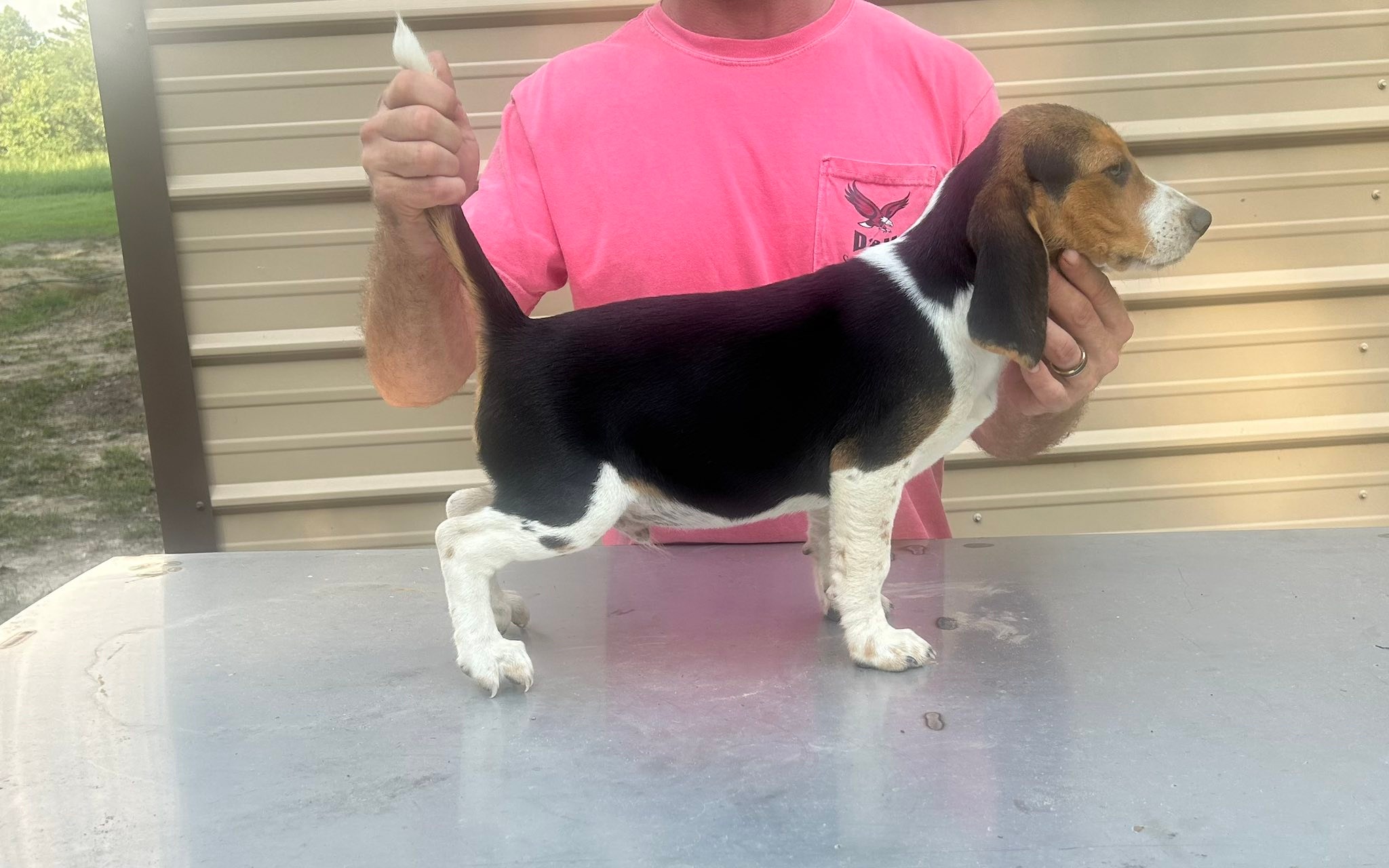Louisiana Rabbit Dogs With Admin | Facebook