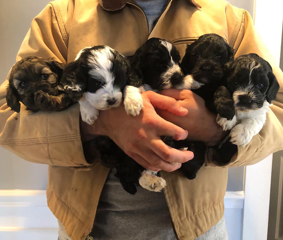 Our latest litter 🐶😁 These Cockapoos... - Farm Raised Doodles