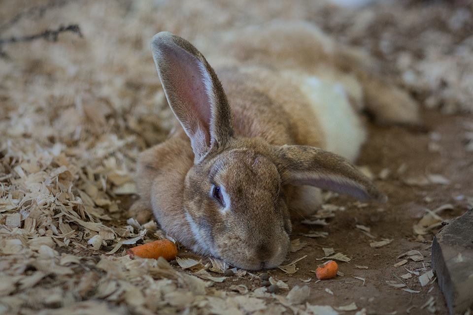 WORLD CLASS WABBITS - Home