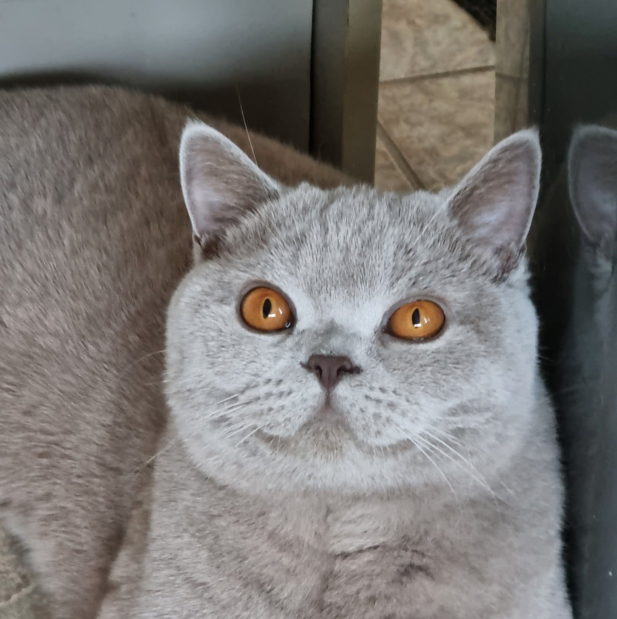 Peterjeanne Team Spirit on the catio 5 months old. | Ruth Keyes