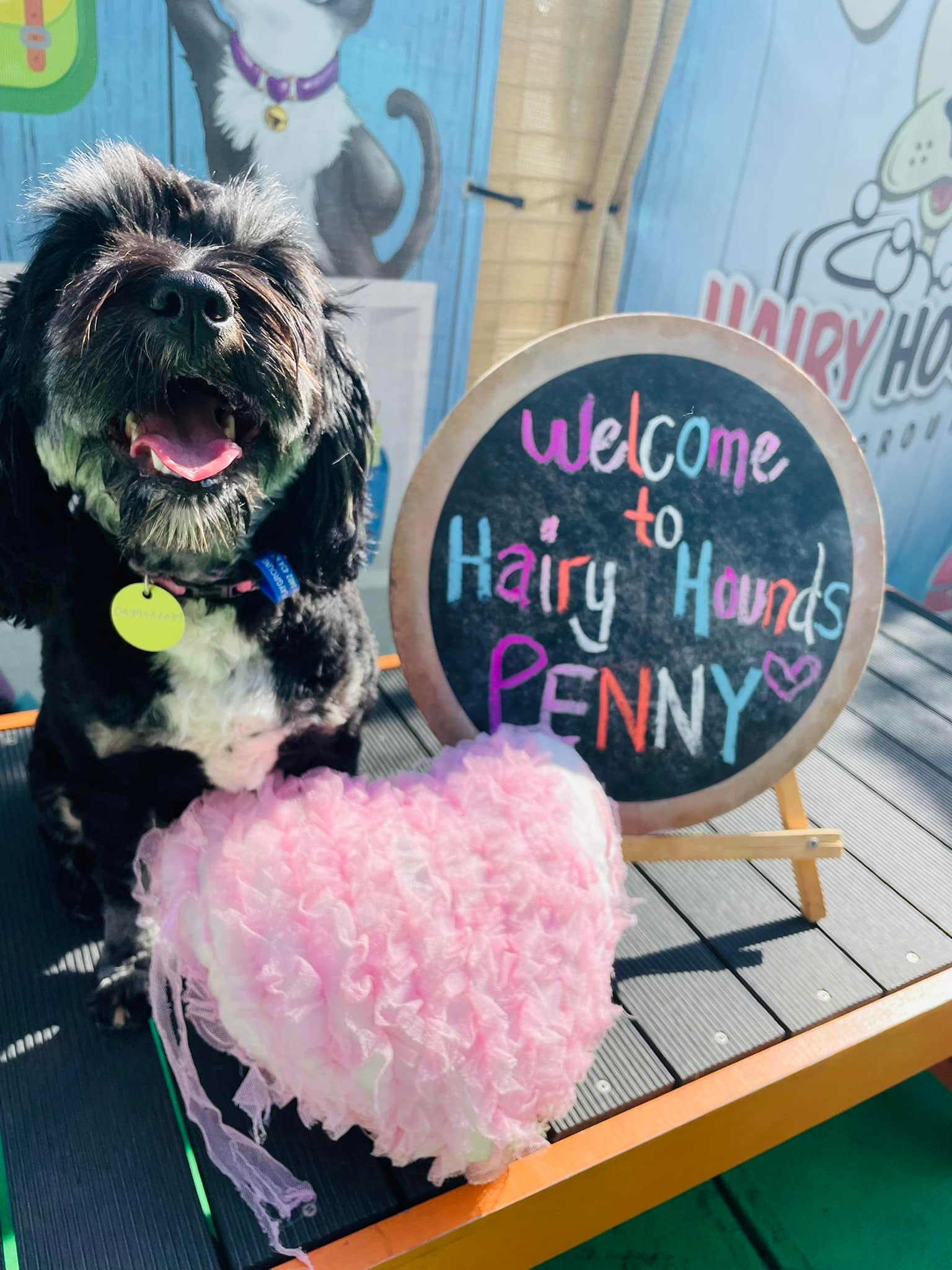 Welcome to HHPG Penny! 💕 What a... - Hairy Hounds Community | Facebook