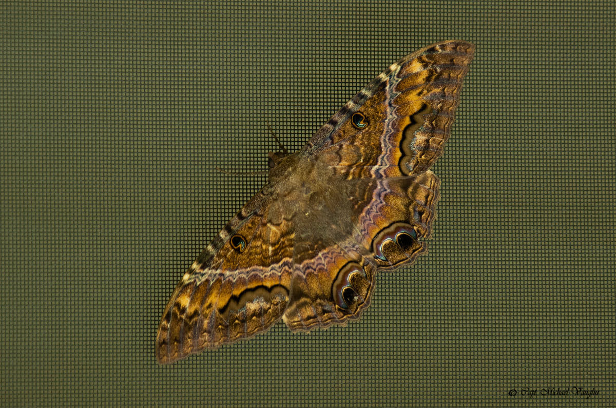 bpsgiftsofnature Black Witch moth (Ascalapha odorata). This