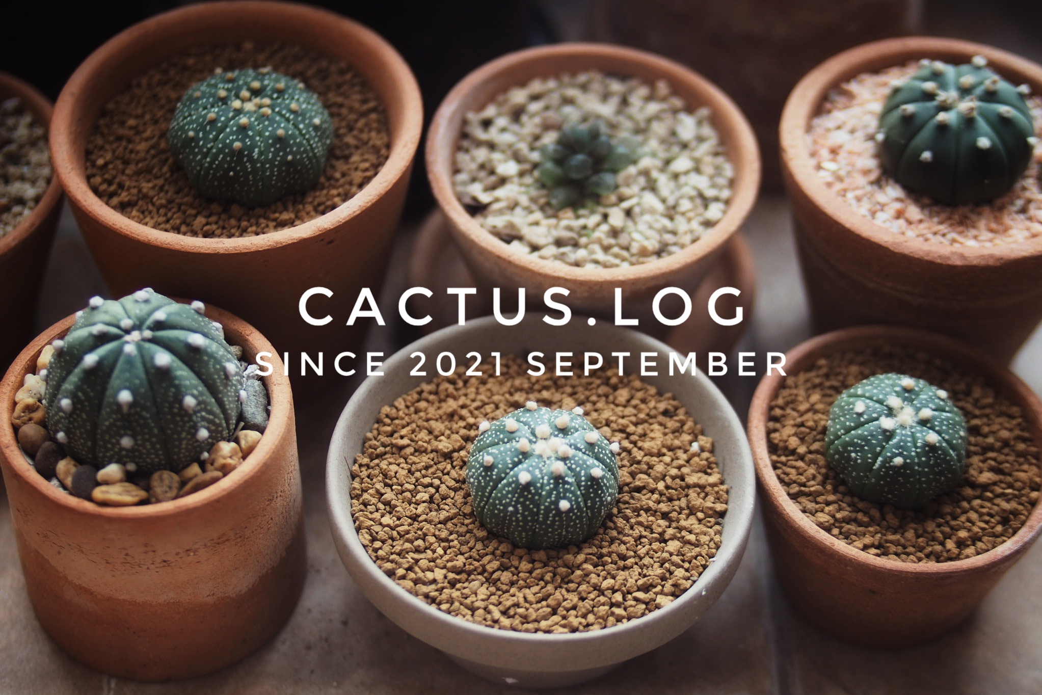 Cactus.log
