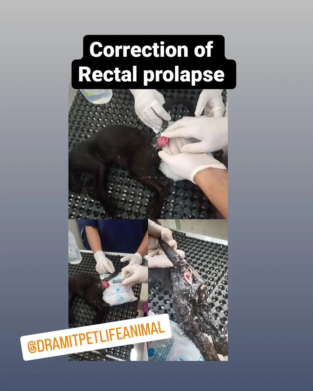 Image showcasing Rectal prolapse in dogs is a condition in which rectal tissue protrudes ...