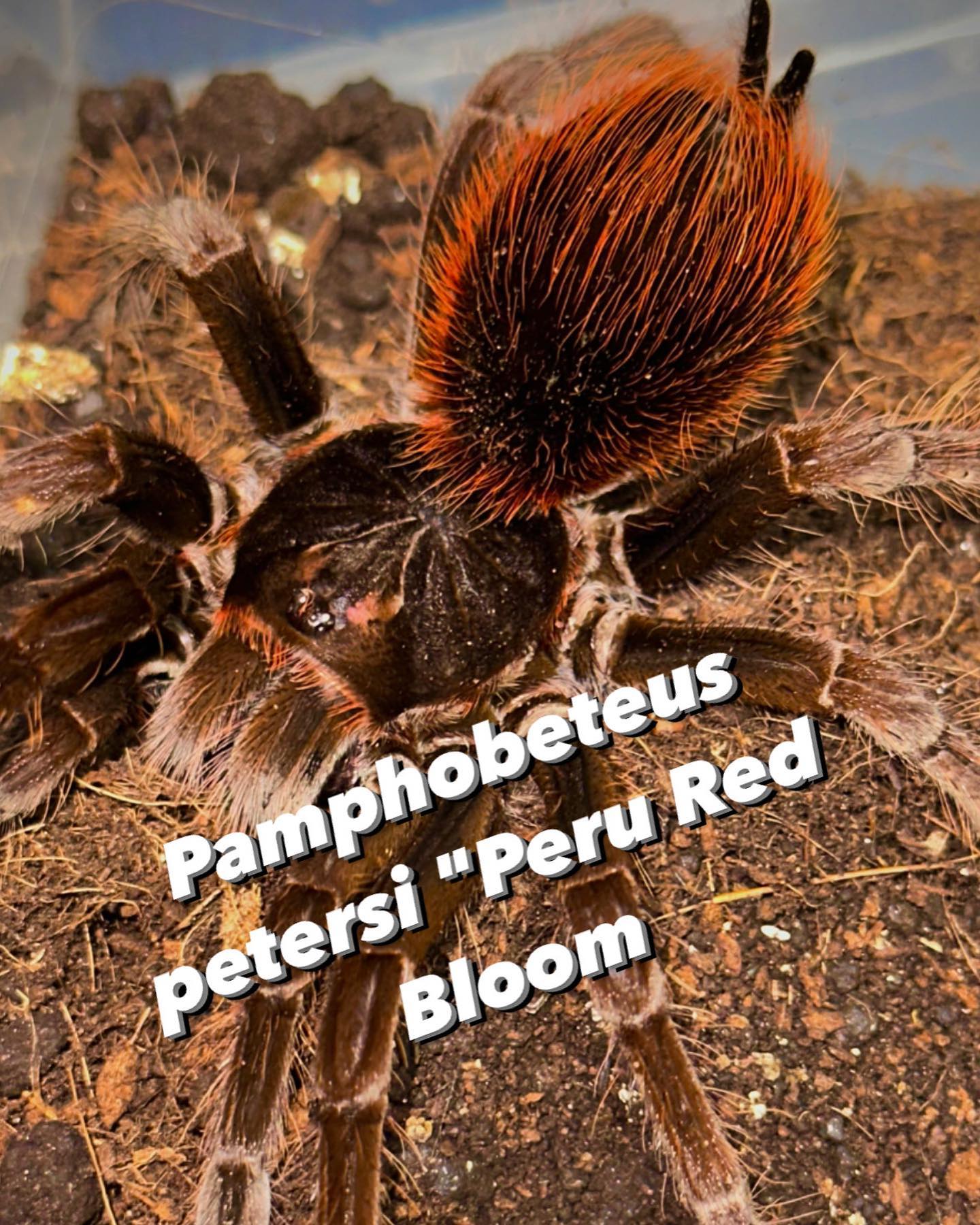 Bugnut - The stunning Pamphobeteus petersi - 