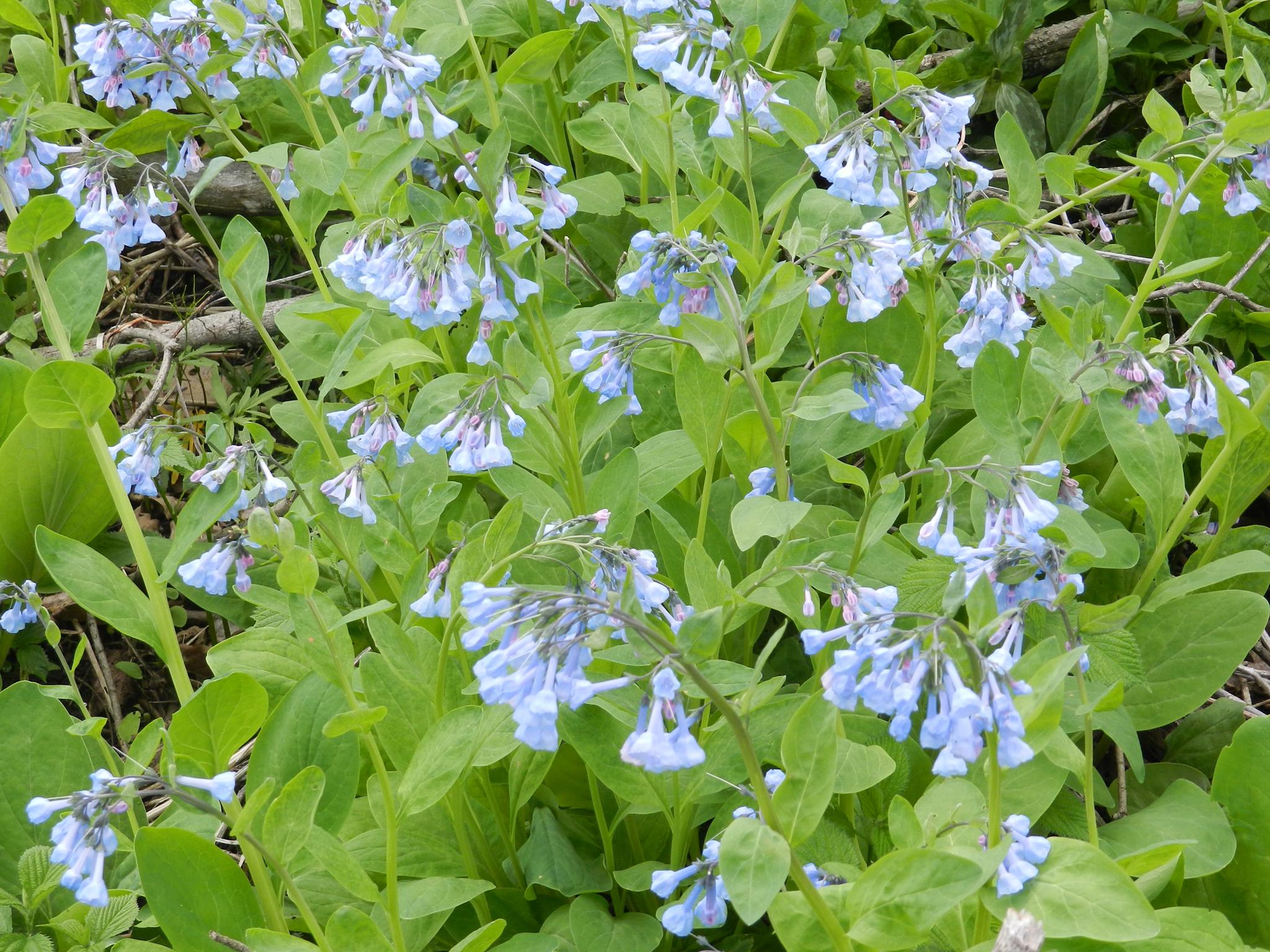 How exciting is this!... - Messenger Woods Nature Preserve