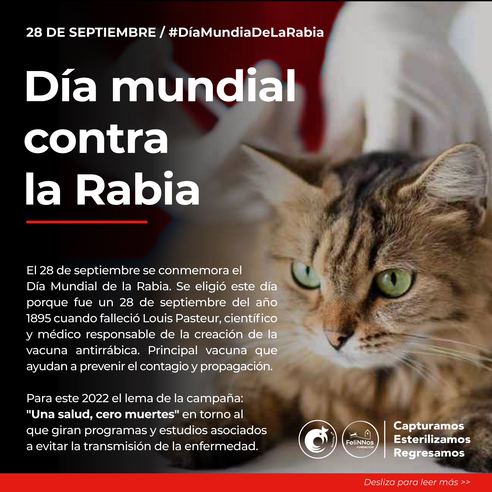 TNR Chile - ¿Qué es la Rabia? 😼 👉🏻 La rabia es una... | Facebook