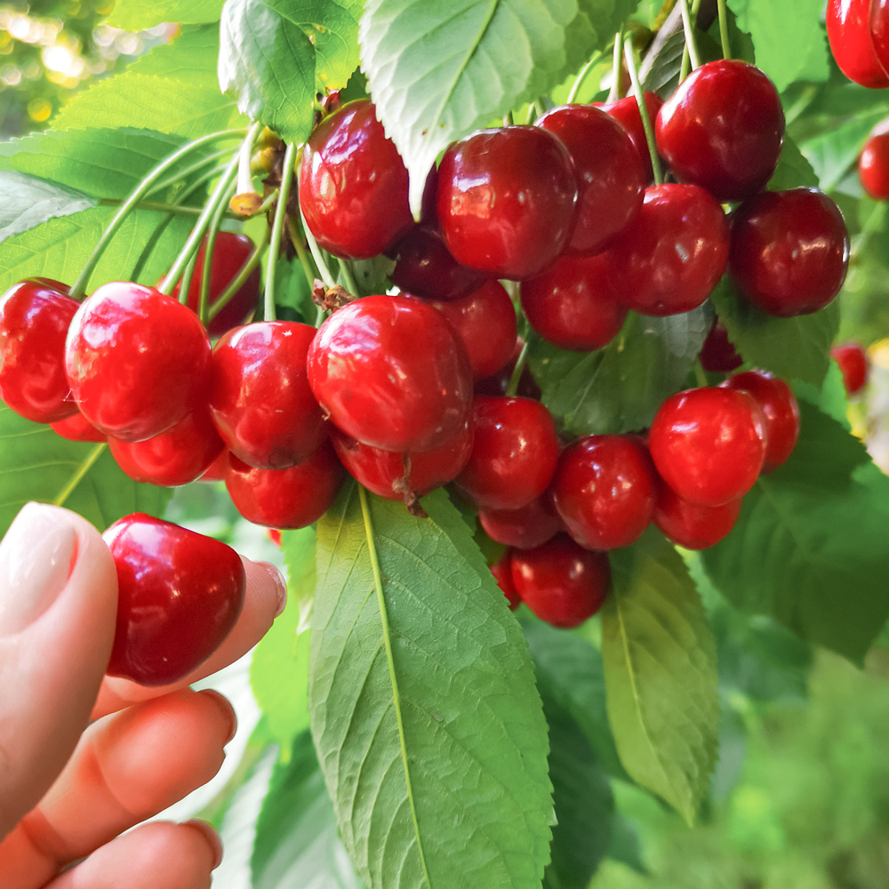 GradinaMax SI - 🍒😋Češnja je sadež, ki ga imajo vsi radi in...