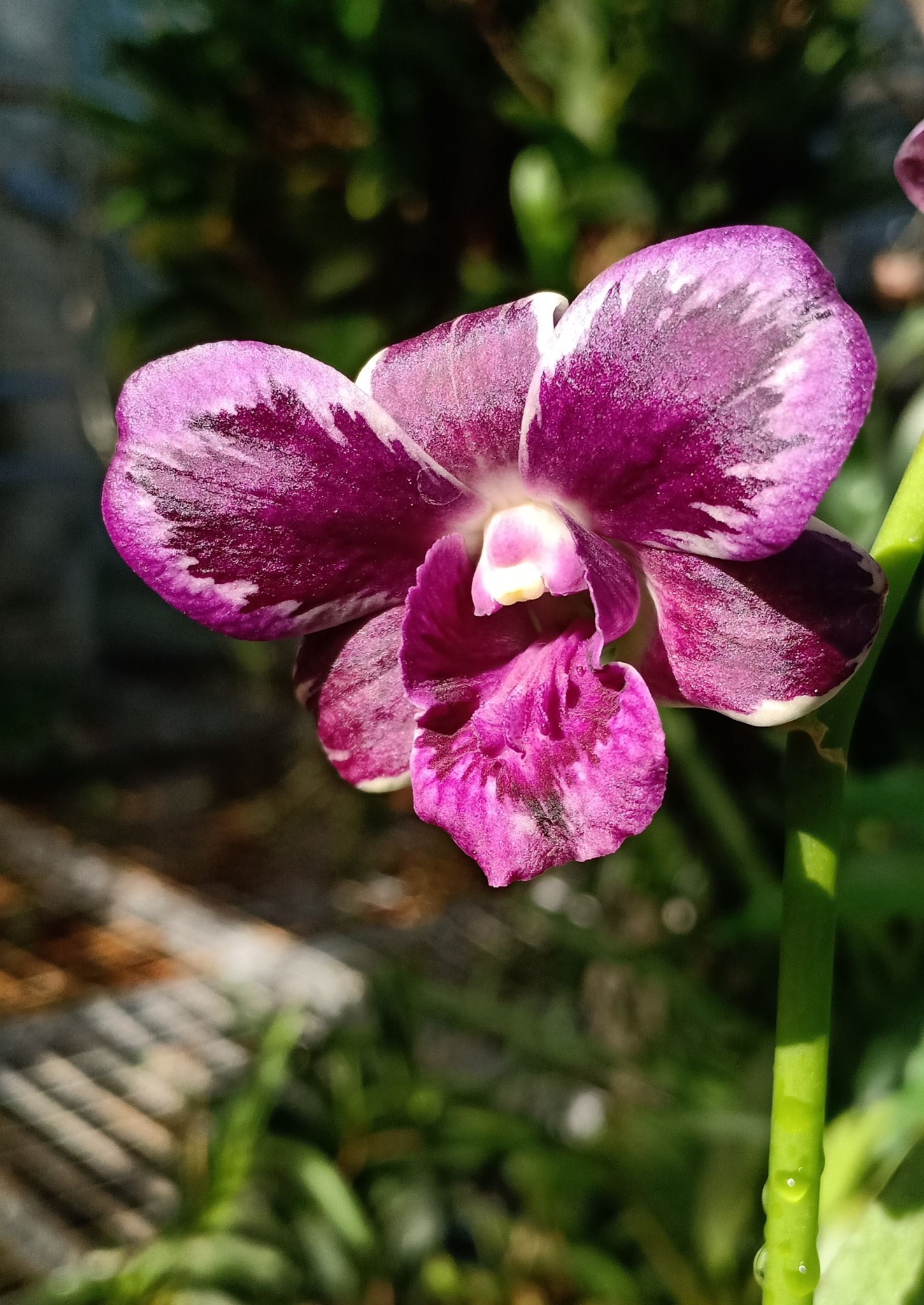 BlueNanta | 🌸 Dendro chớp Blue Star | Dendrobium Blue Sapphire splash ...