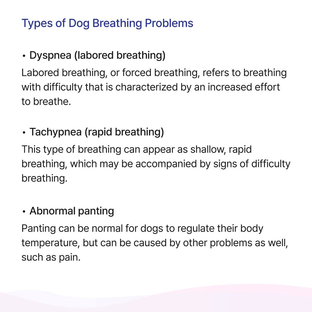 Buddydoc - Dog and Cat Symptom Checker